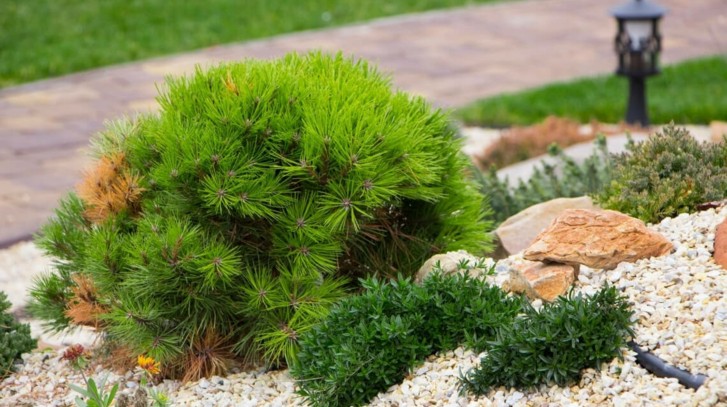 Iglaki do ogrodu przydomowego - jakie wybrać?