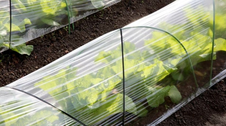 Co uprawiać w tunelu foliowym?