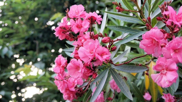 Oleander – uprawa i pielęgnacja w pigułce