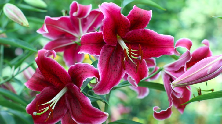 Kiedy sadzić lilie i jak je pielęgnować?