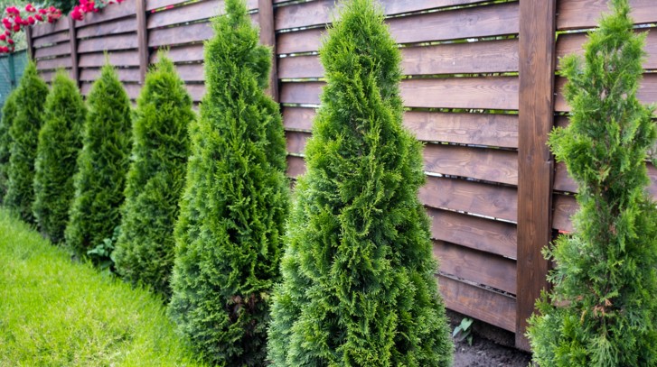 Jak i kiedy nawozić tuje, aby pięknie rosły?