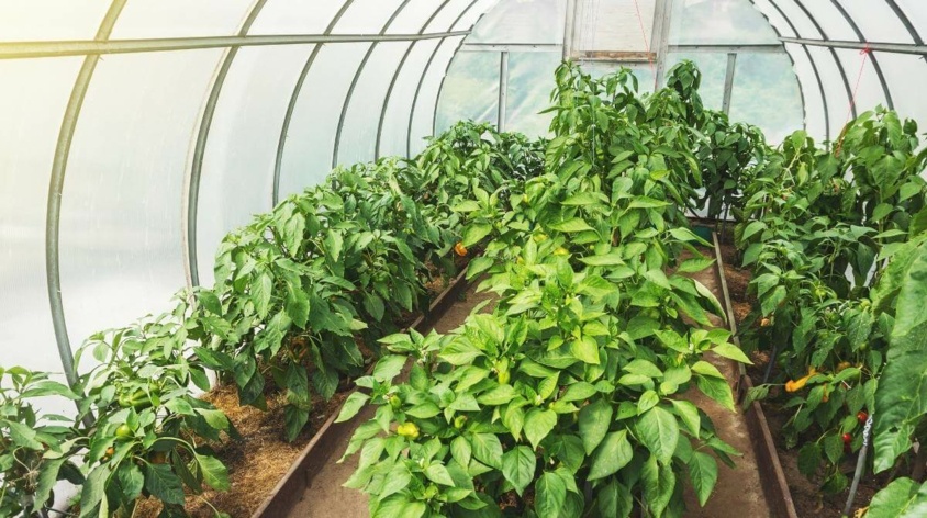 Jak zrobić tunel foliowy?