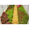 Tunel foliowy 250 x 400 cm (10 m²) stelaż + folia niebieska