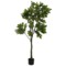 Sztuczny figowiec 180 cm
