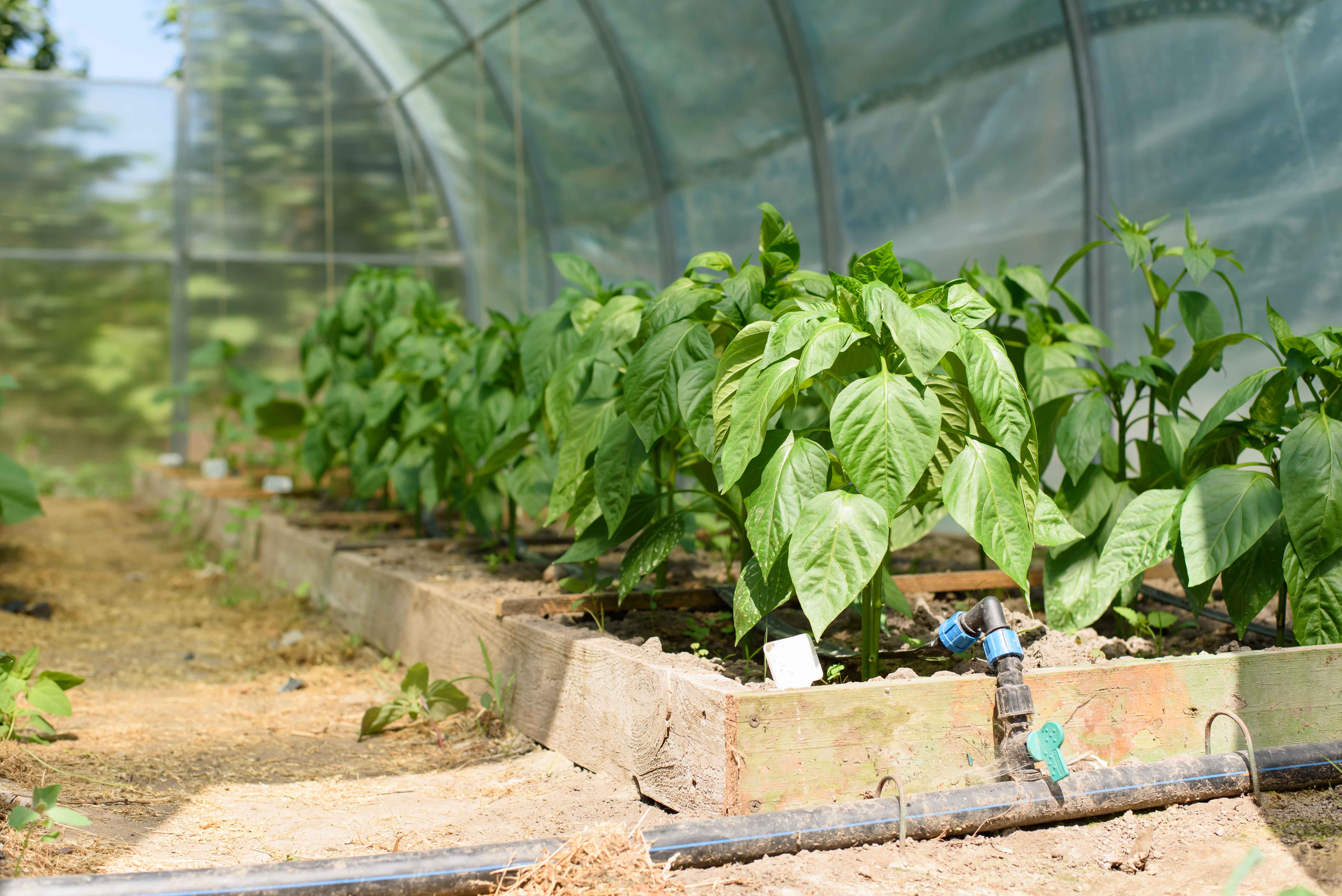 rośliny w tunelu foliowym