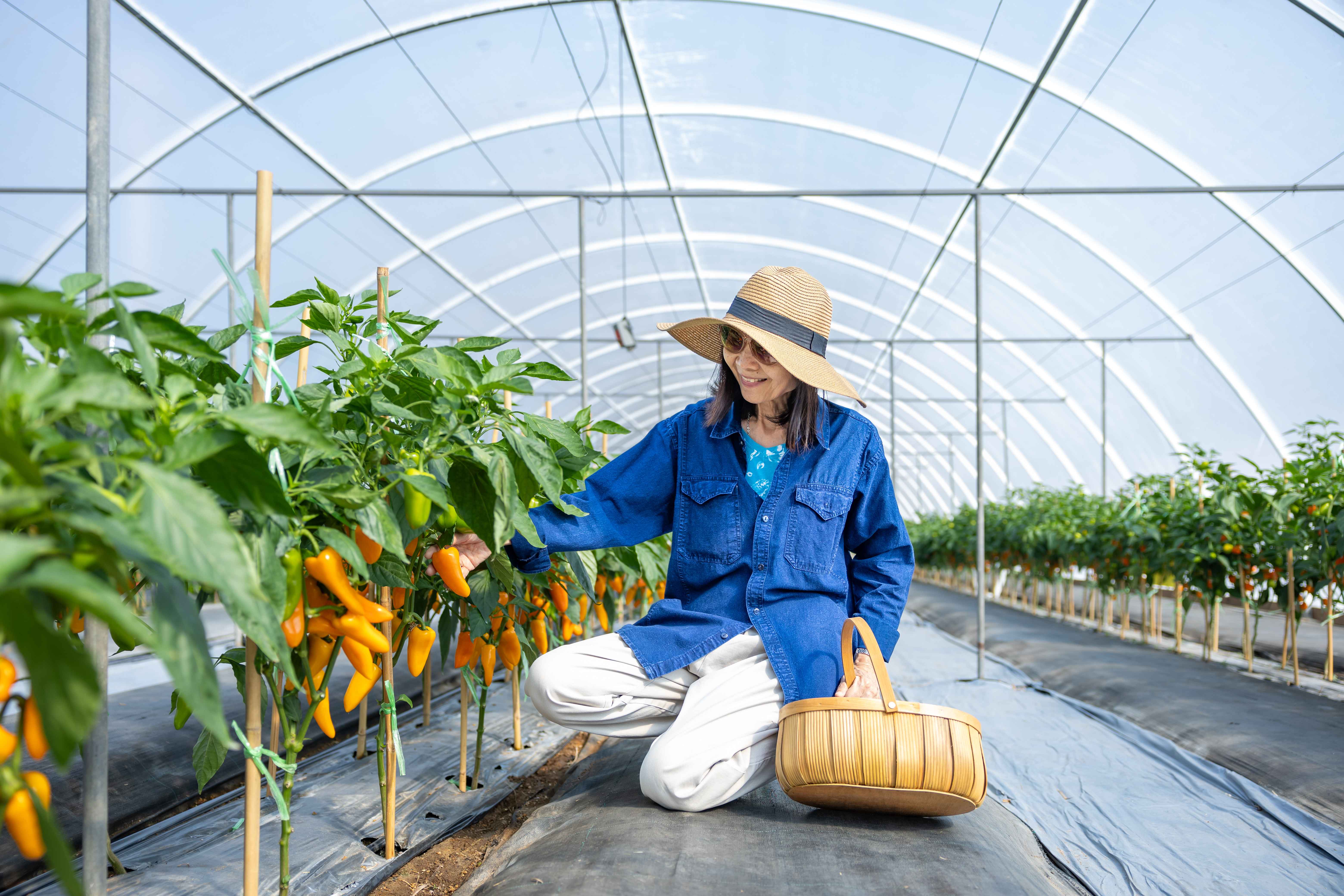 kobieta w tunelu foliowym