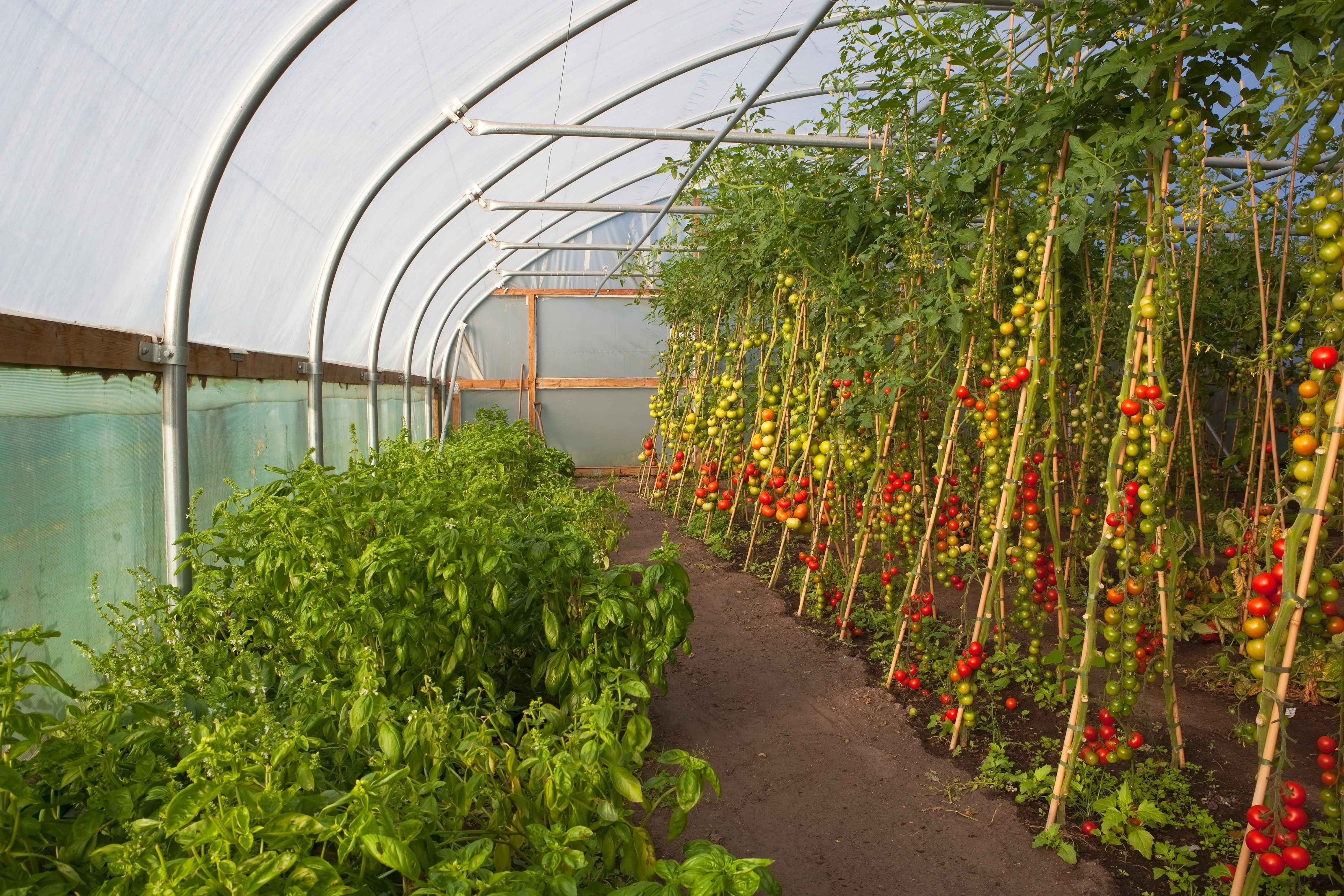 pomidory w tunelu foliowym