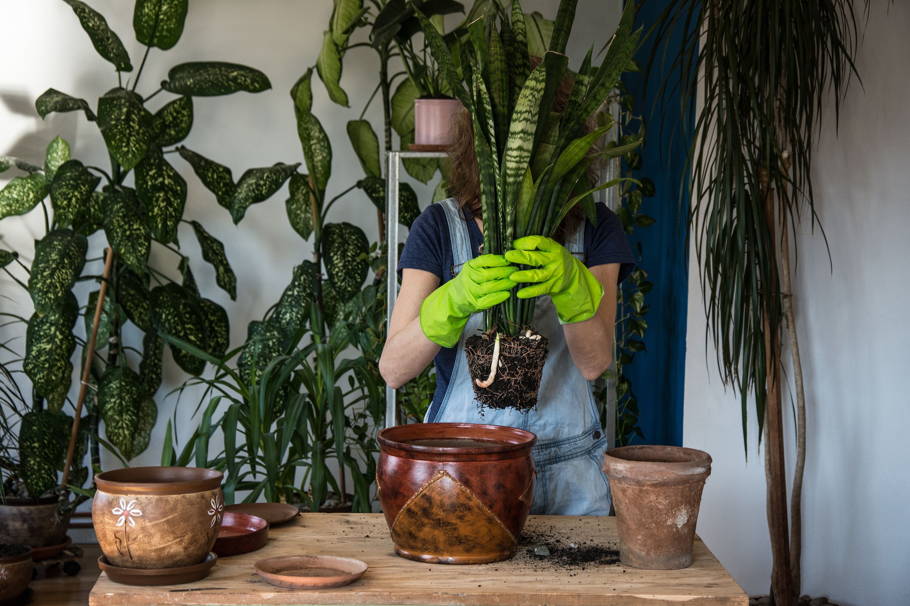 przesadzanie kwiatów