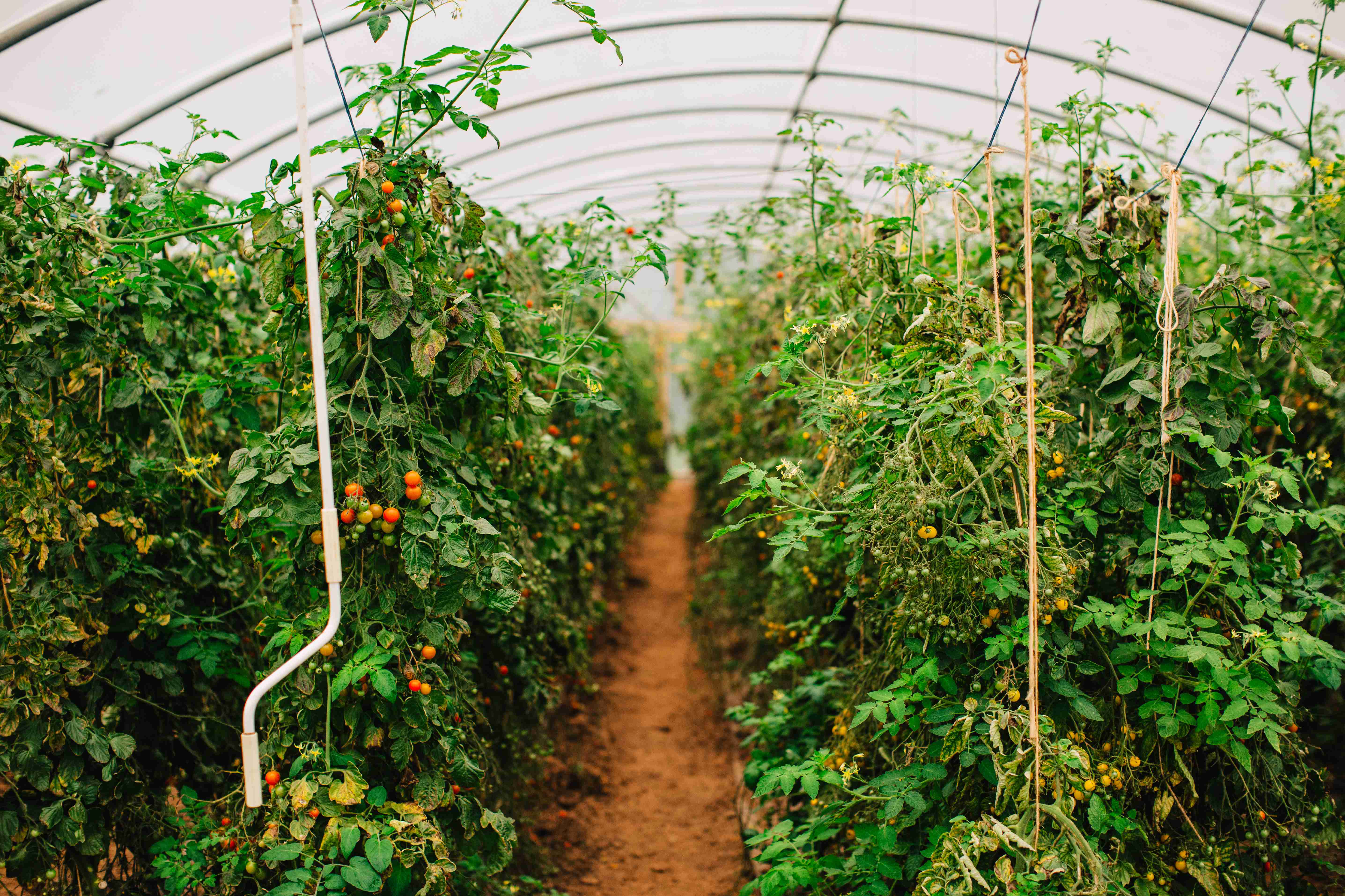 pomidory w tunelu foliowym