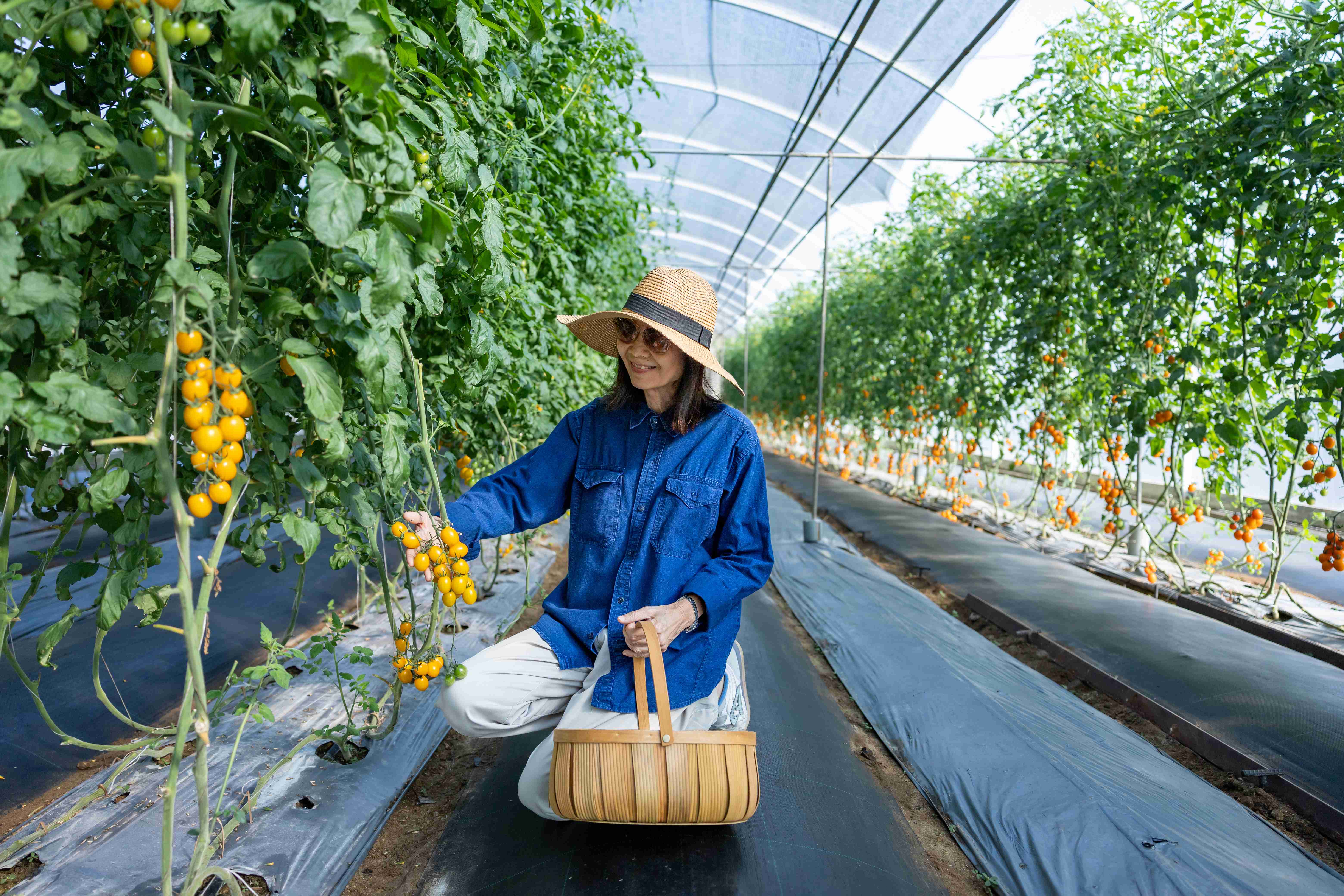 kobieta zbierająca pomidory w tunelu foliowym