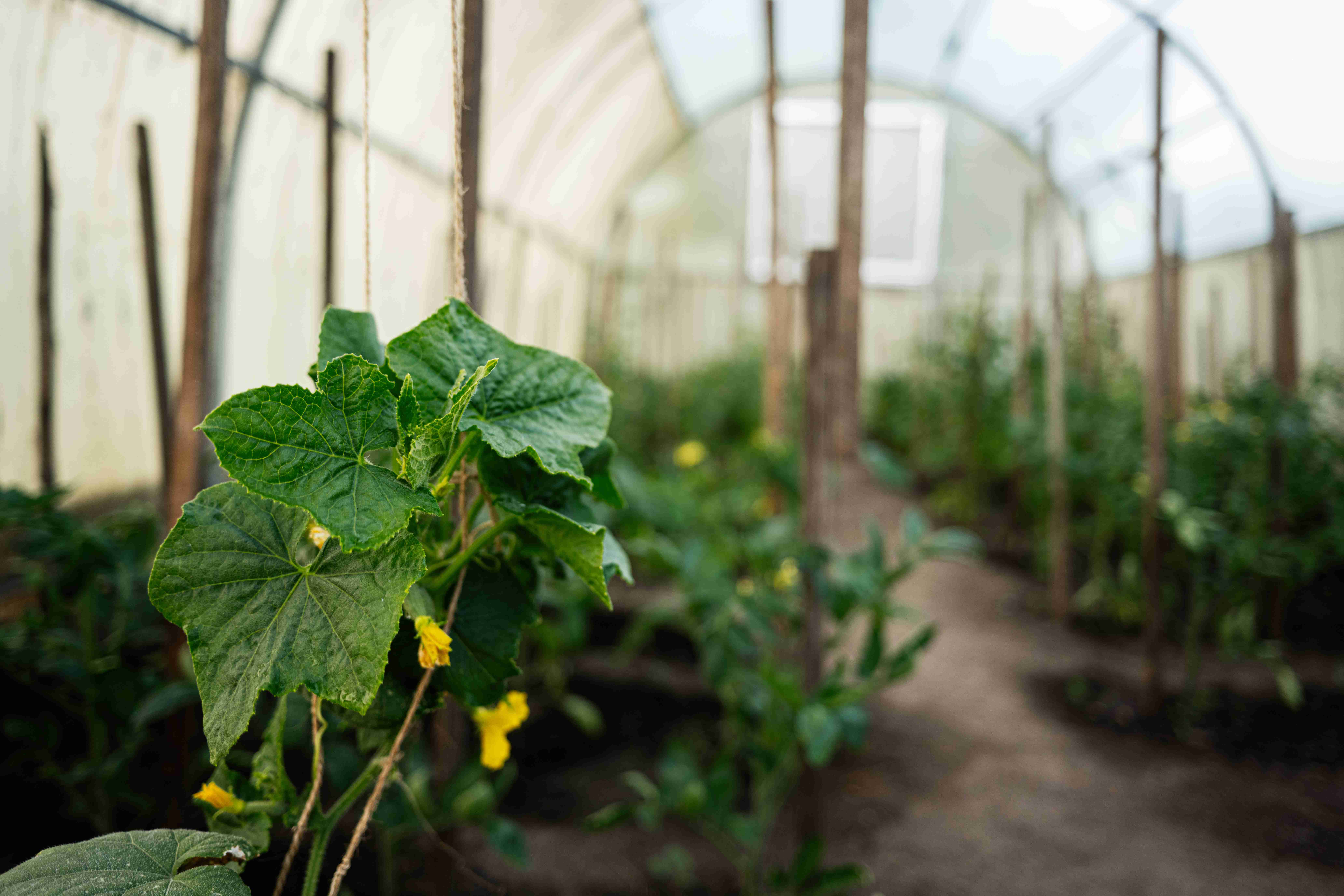 ogórki w tunelu foliowym