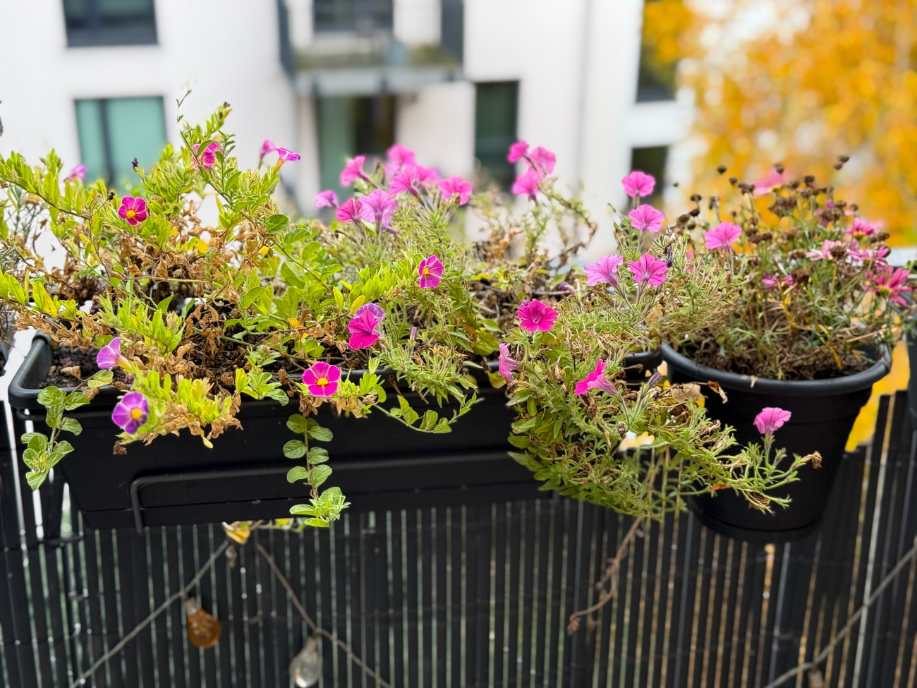 kwiaty na balkonie z osłoną