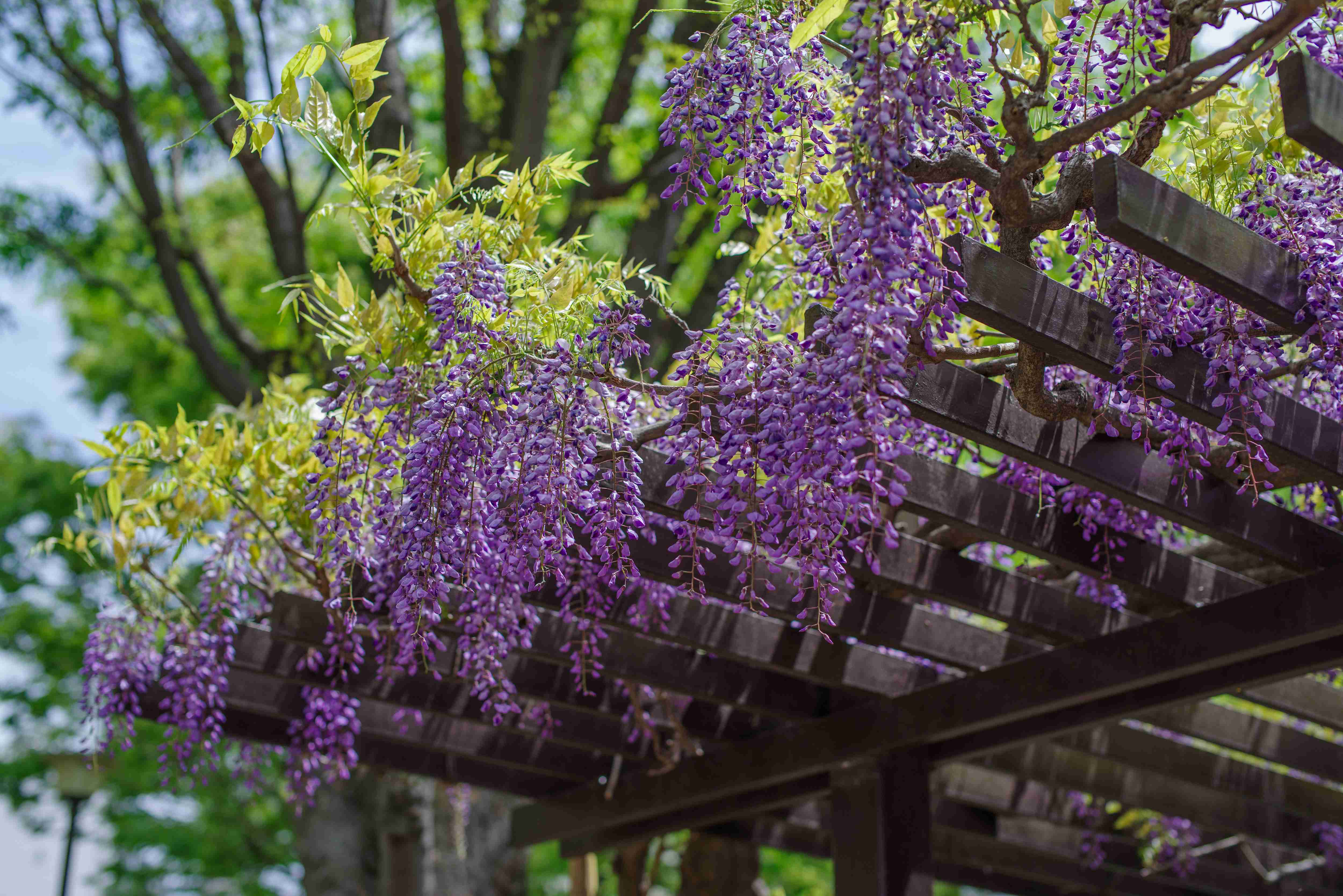 wisteria