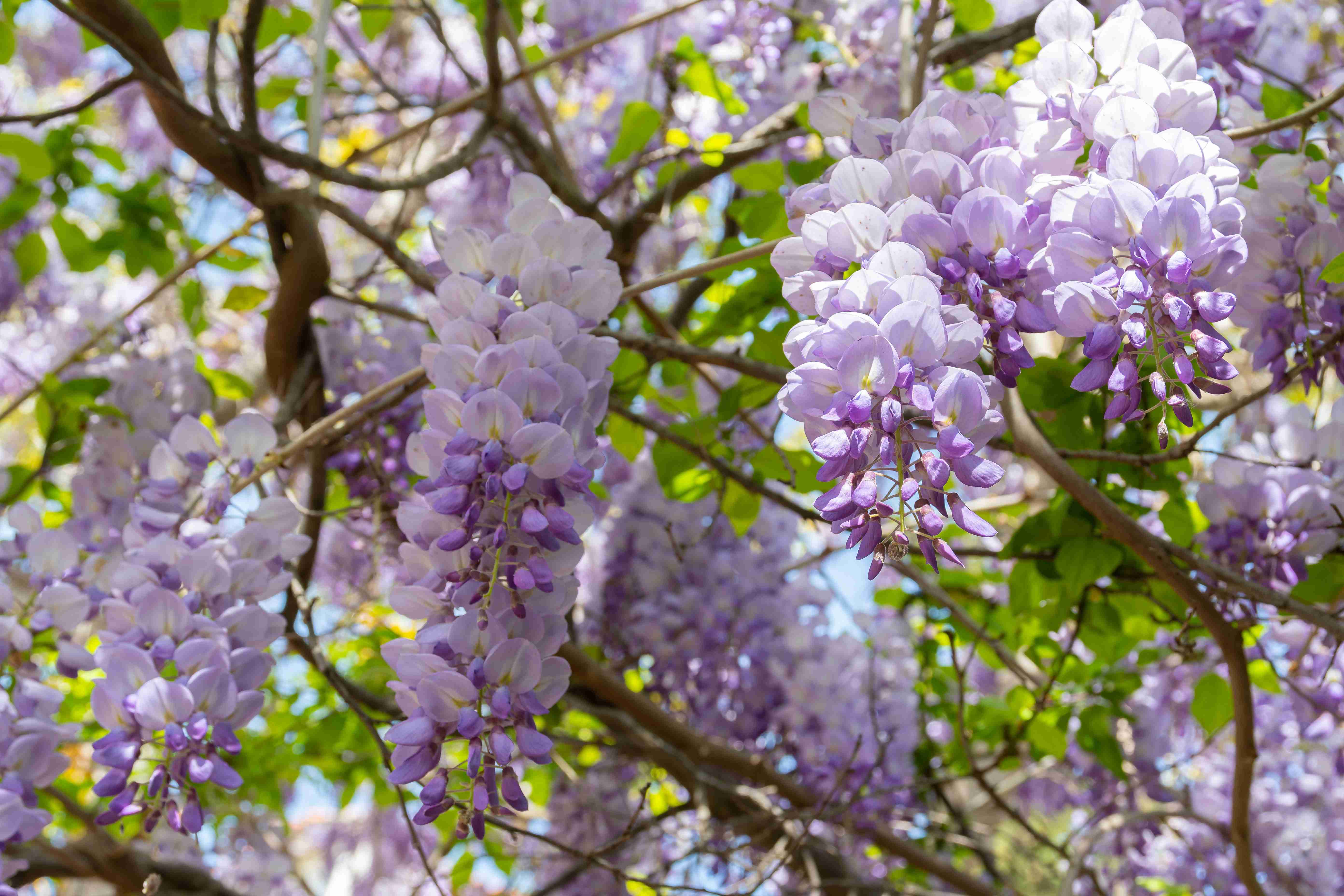 wisteria