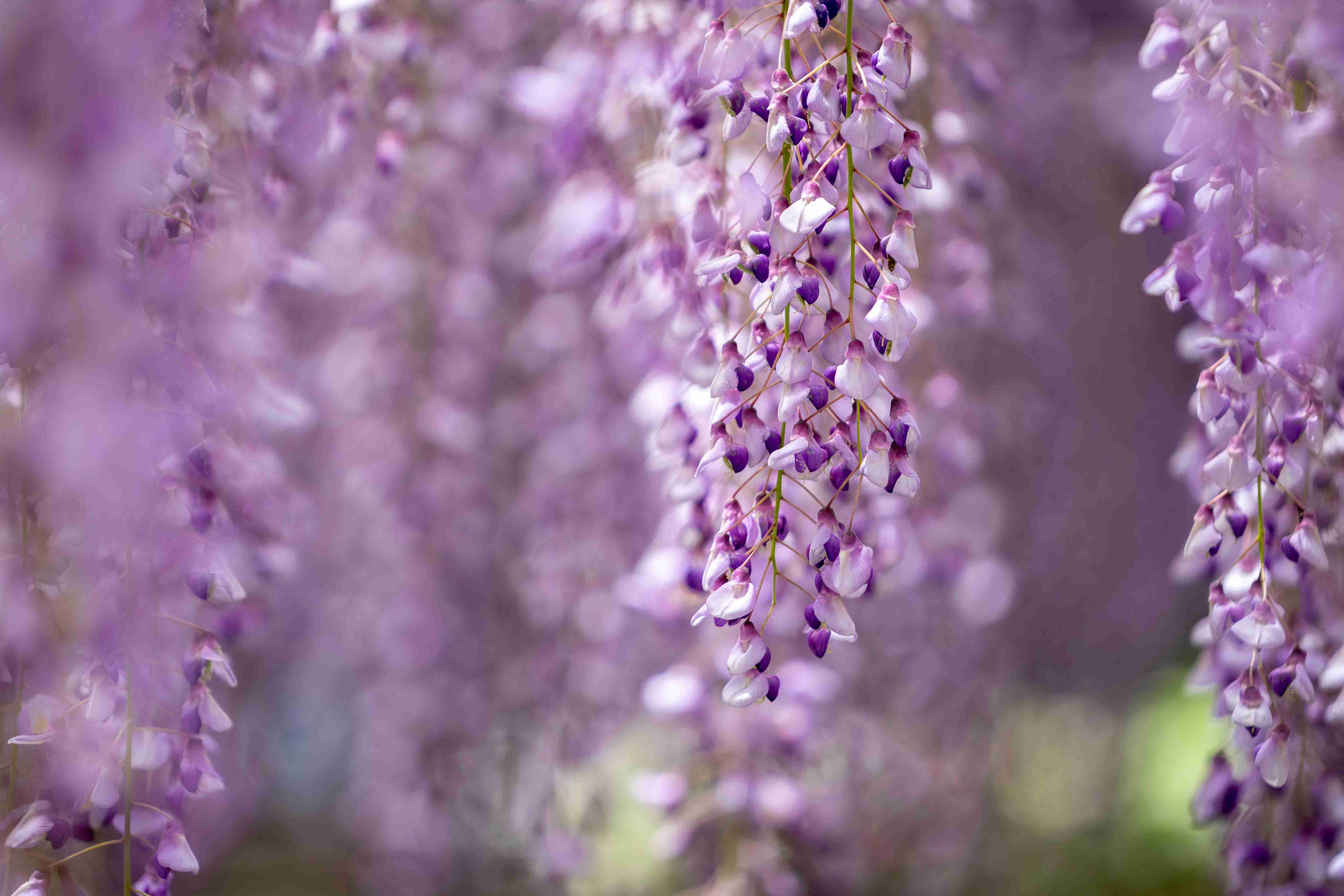 wisteria