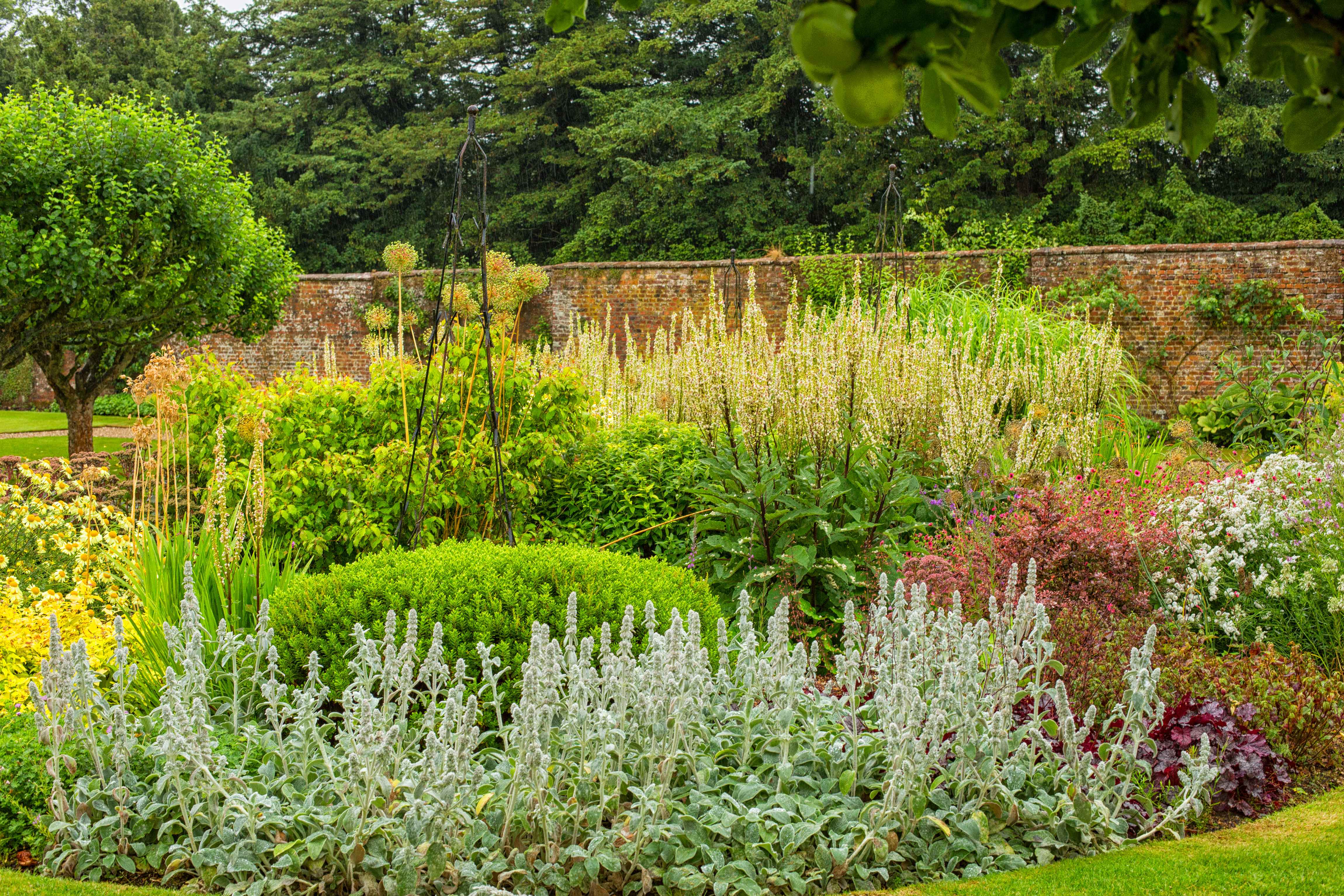 ogród pełen roślin