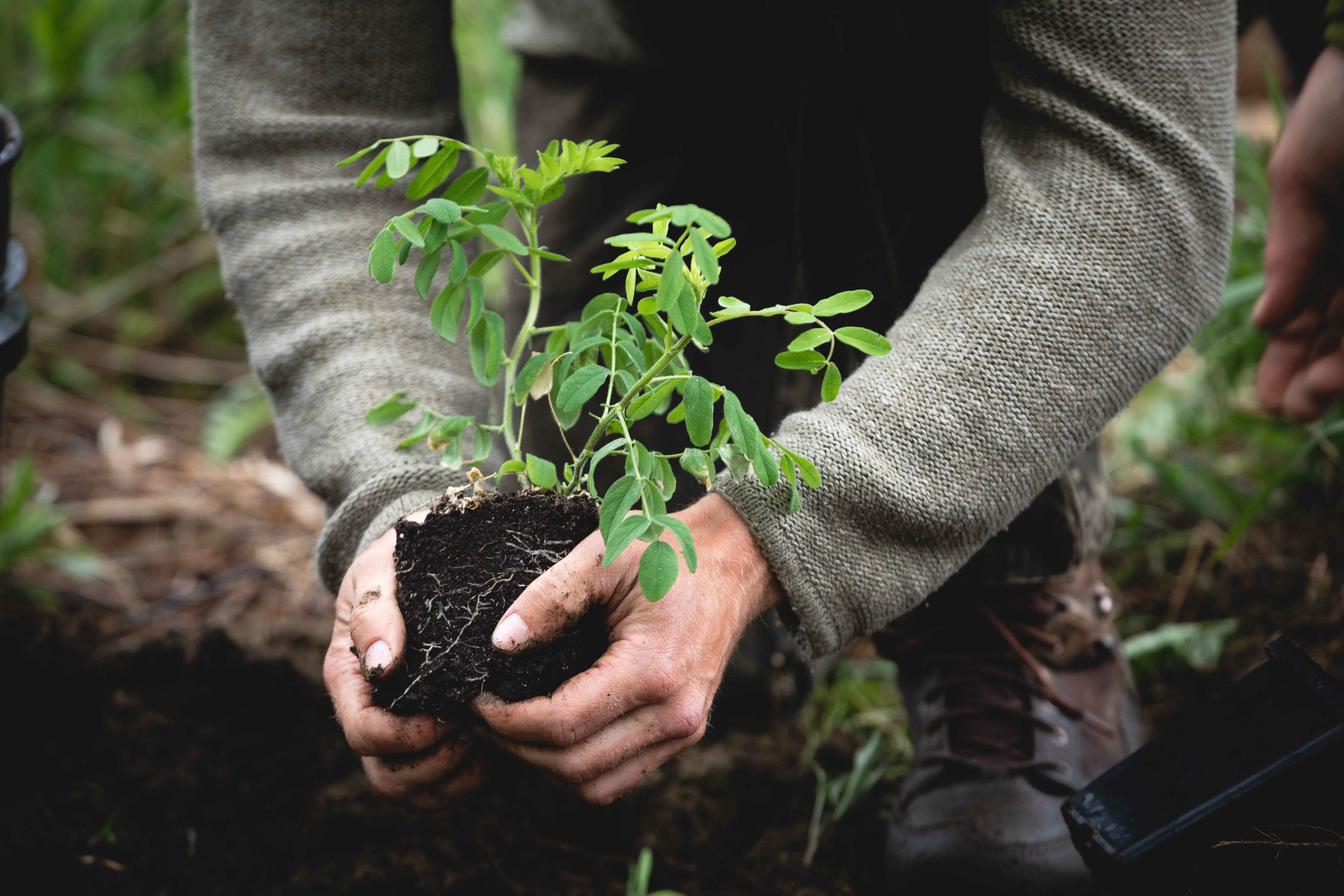 przesadzanie roślin