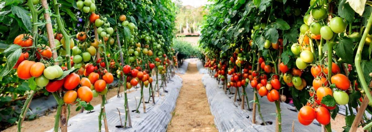 uprawa pomidorow pod folia